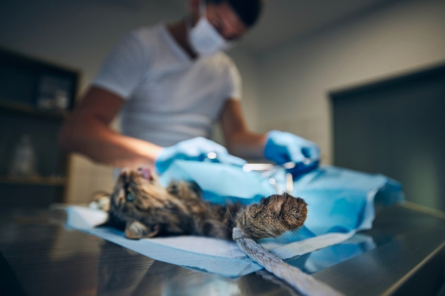 Surgery Safe for Older Pets
