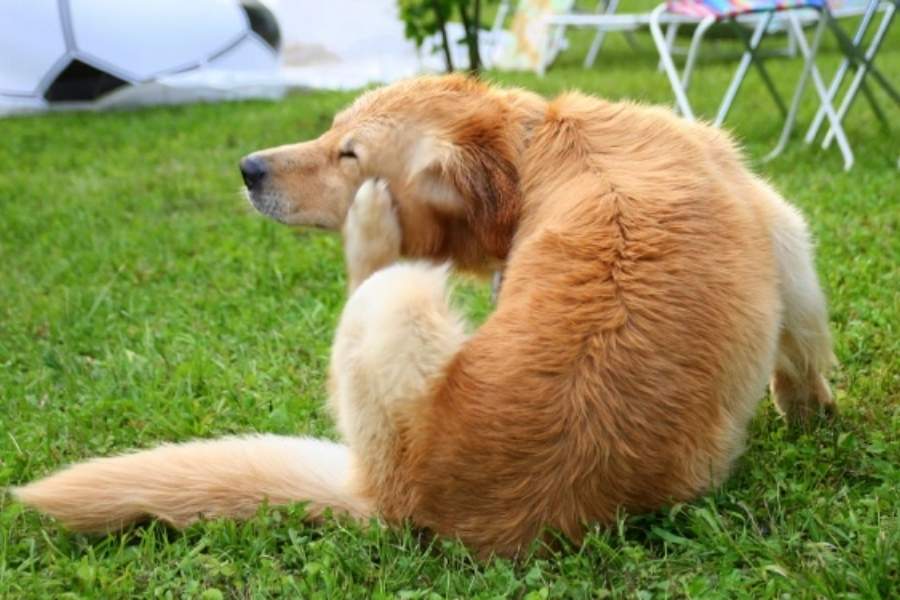 stop your dog from eating poisonous plants