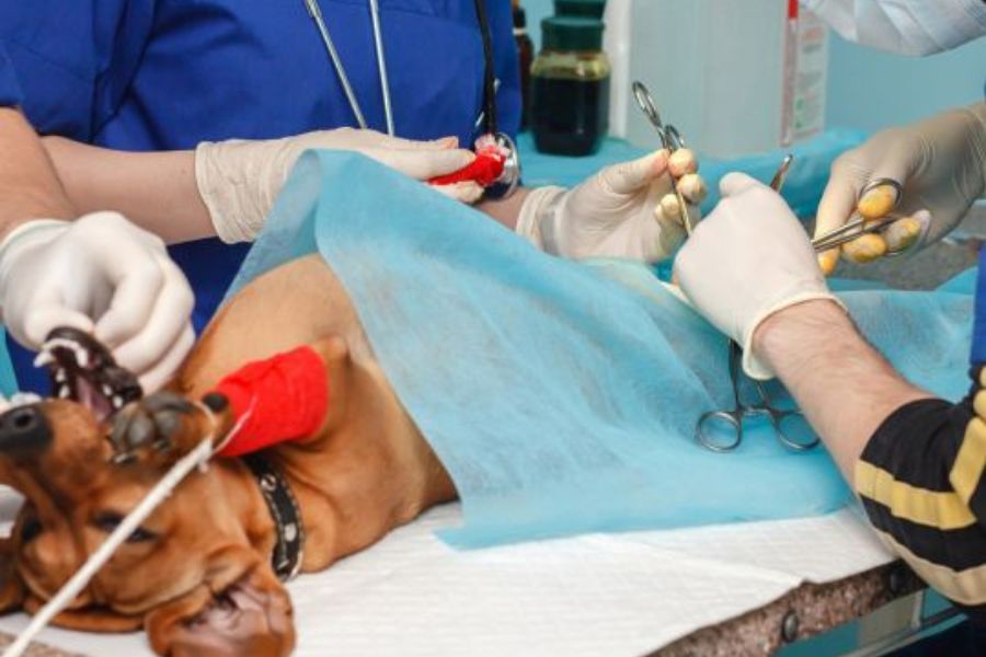 veterinary-surgery-stress-free-heal