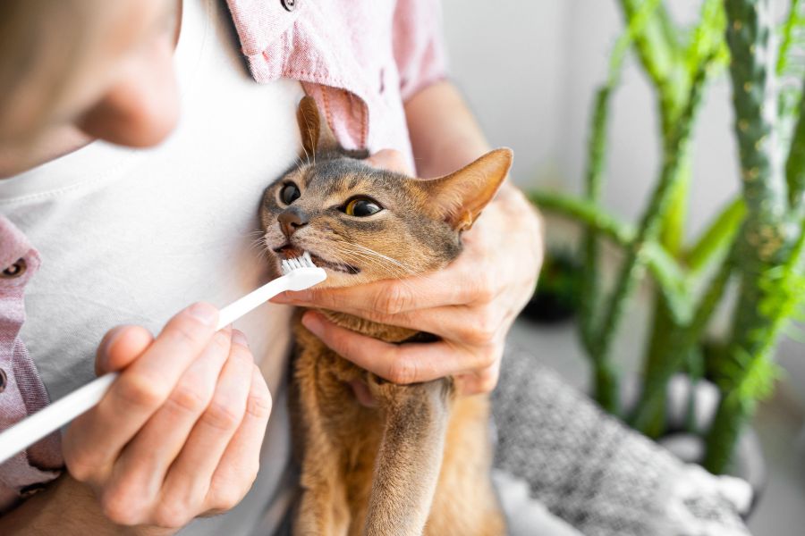 brush-cat-teeth-5-minute-guide