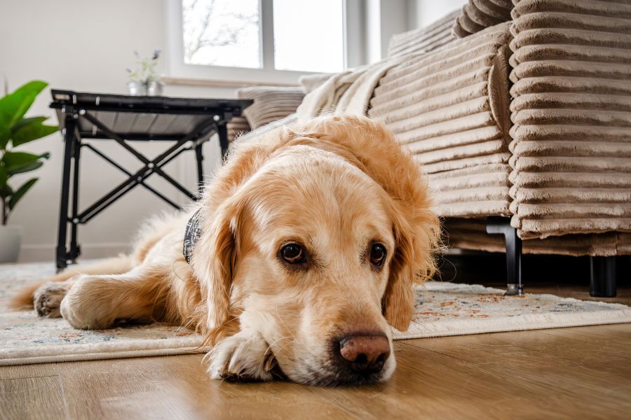 senior-dog-dementia-management-care-tips