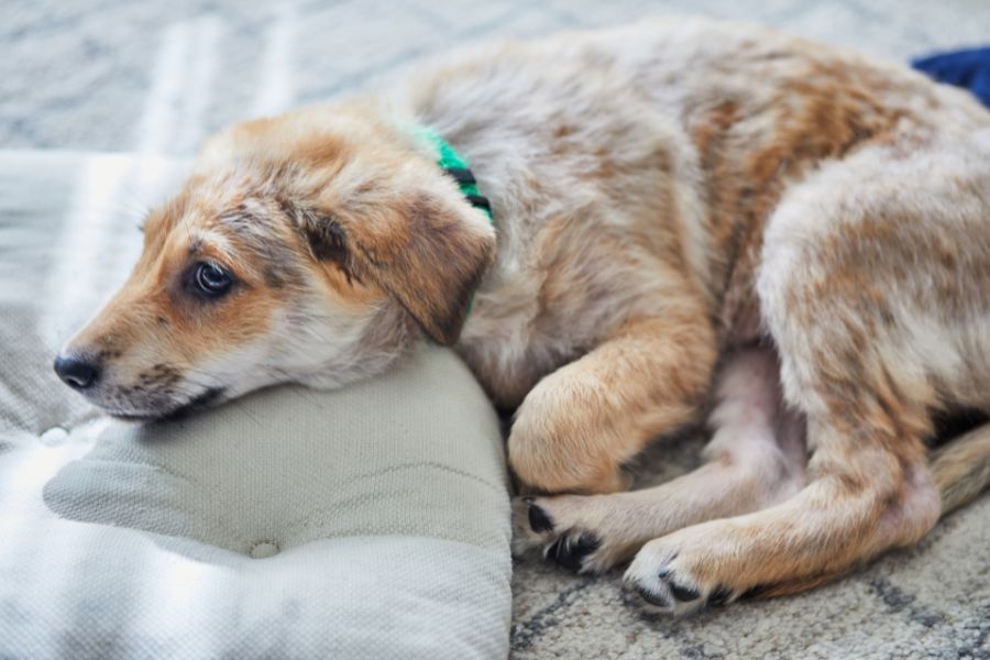 soothe-anxious-dog-home-tips