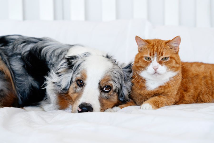 urgent-care-or-routine-vet-visit-guide