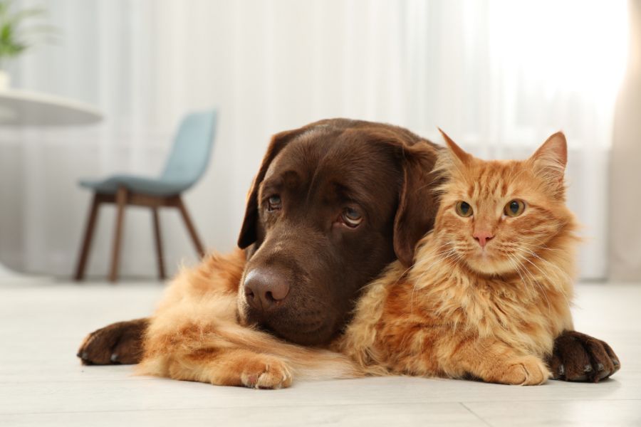 why-same-day-pet-urgent-care-matters-guide