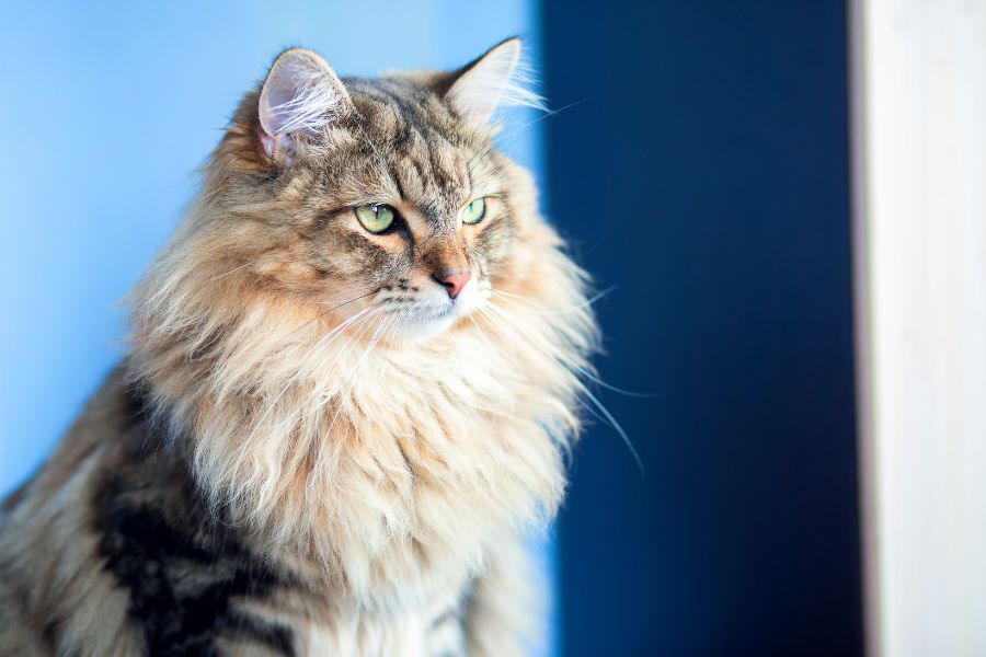 how-to-prepare-your-pet-for-boarding-at-vet-clinic-guide