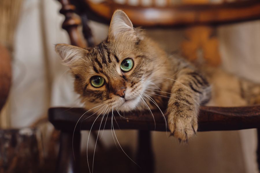 pet-started-limping-when-urgent-care-is-needed-guide