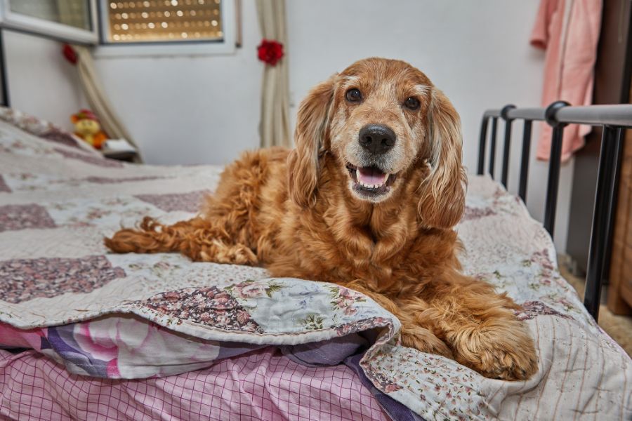 when-does-dog-or-cat-become-a-senior-pet-guide