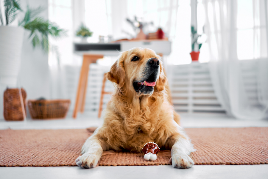 dog-constipation-when-to-seek-urgent-care-guide