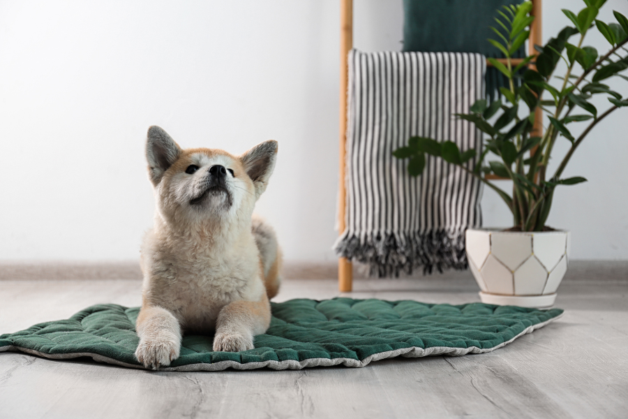 hardest-and-easiest-dog-breeds-to-train-guide