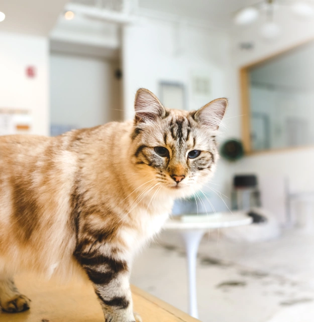Tabby cat with blue eyes standing on an exam table in a bright veterinary clinic, representing urgent pet care services in Southampton, NY.