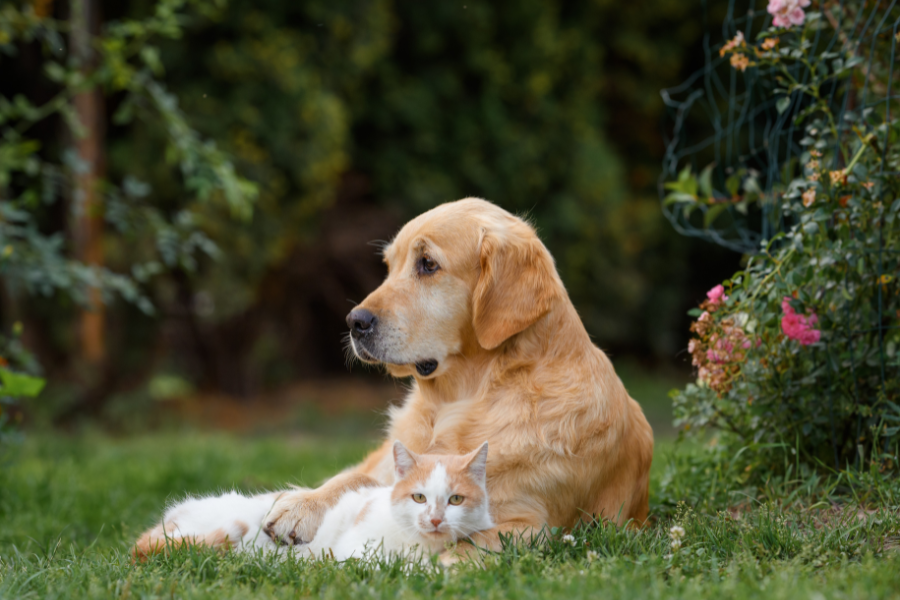 summer-pet-health-problems-urgent-veterinary-care-guide