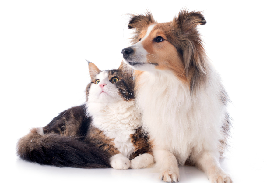 common-dental-problems-in-pets