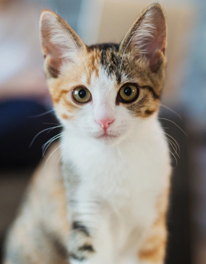 urgent pet care