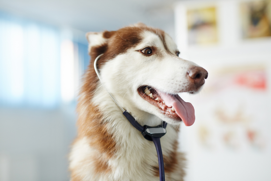 pet-playtime-safety-risks