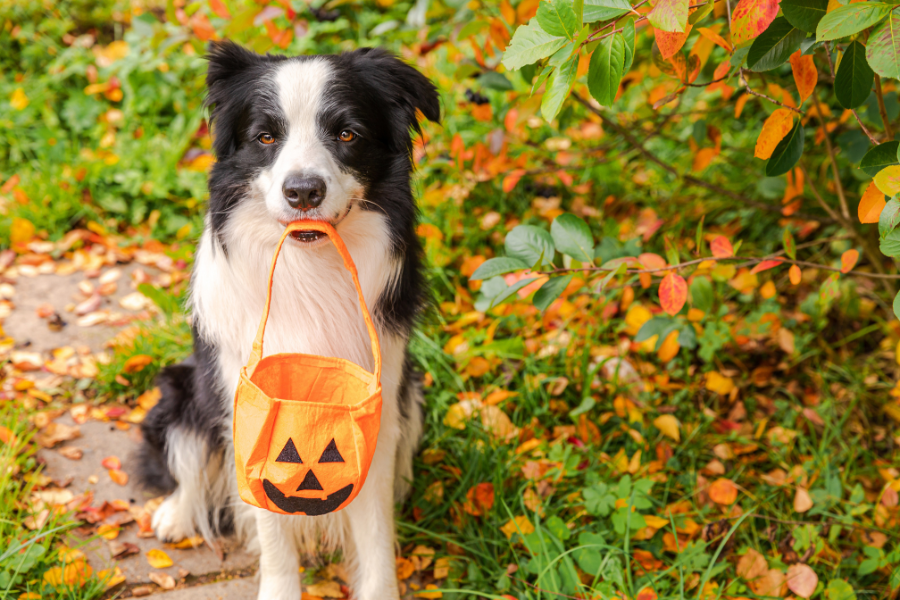 can-dogs-and-cats-eat-pumpkin